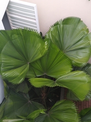 Arecaceae