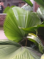 Arecaceae