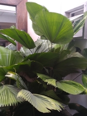 Arecaceae