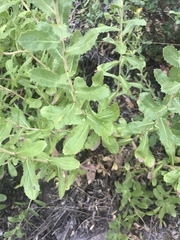 Hazardia squarrosa grindelioides