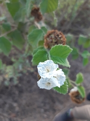 Varronia macrocephala