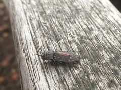 Chrysobothris femorata