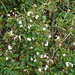 Conostegia pittieri - Photo (c) radinis, algunos derechos reservados (CC BY-NC), subido por radinis