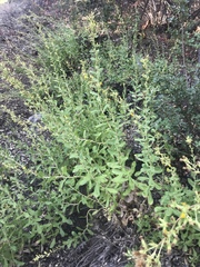 Hazardia squarrosa grindelioides