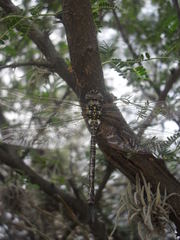 Rhionaeschna psilus