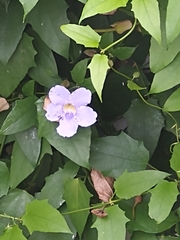 Thunbergia