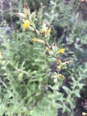 Hazardia squarrosa grindelioides