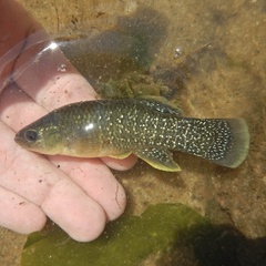 Mummichog photo 2