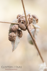 Orsilochides stictica