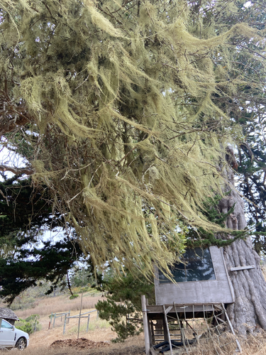 iNaturalist observation photo of lace lichen