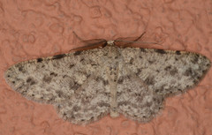 Stenoporpia dionaria