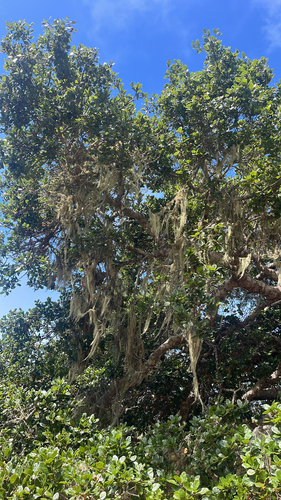 iNaturalist observation photo of lace lichen