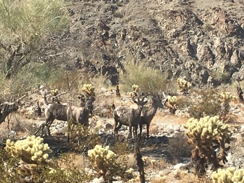 iNaturalist observation photo of Desert Bighorn Sheep