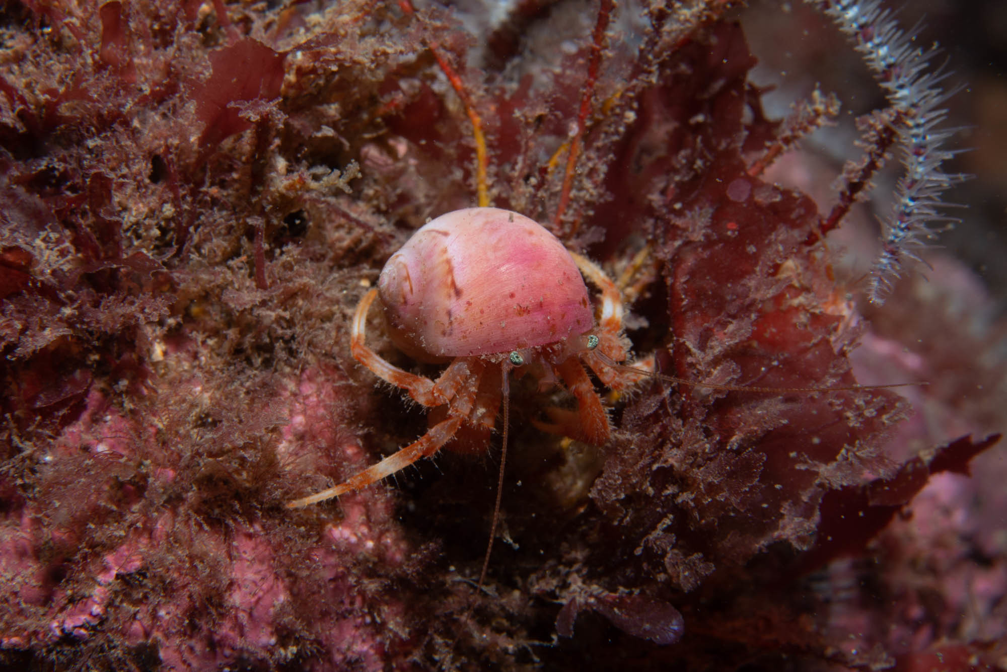 File:Hermit crab in hermit crab sponge pagurus impressus.jpg - Wikimedia  Commons