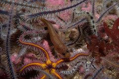 Northern Rockling photo 2