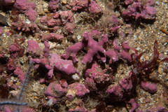 Phymatolithon calcareum