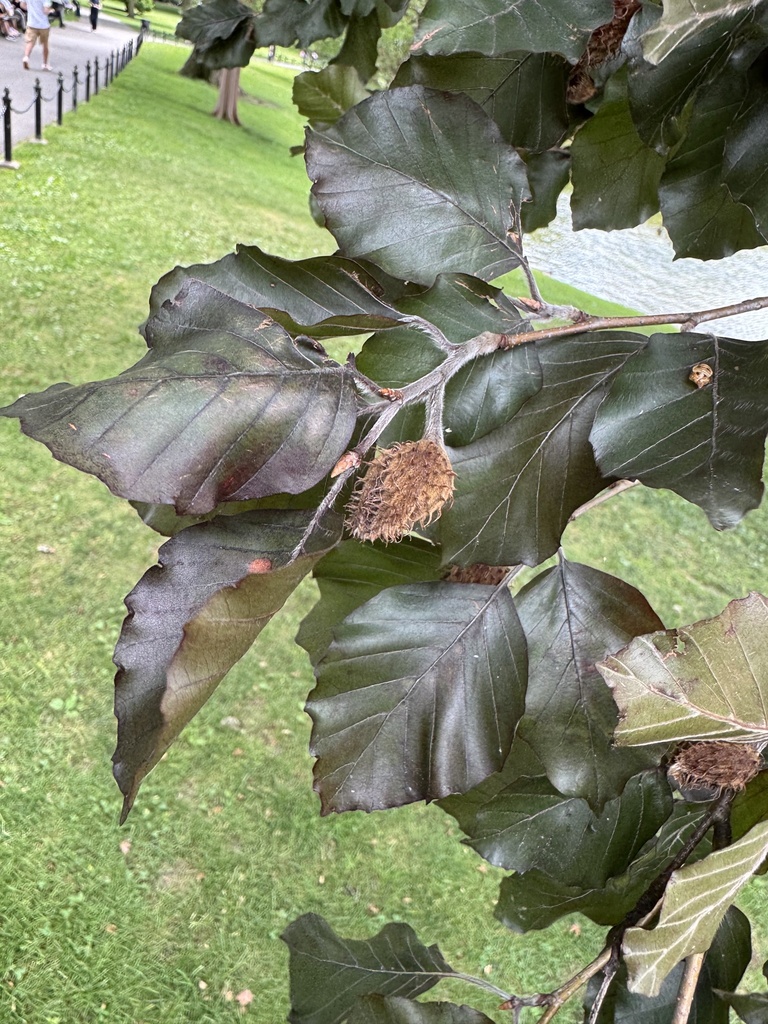 Fagus sylvatica
