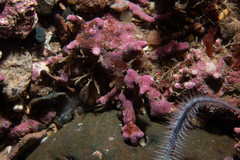 Phymatolithon calcareum