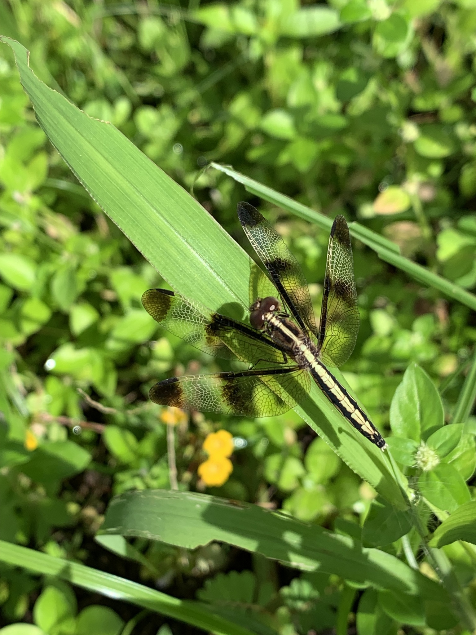 Pied Paddy Skimmer