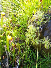 Pinguicula macroceras
