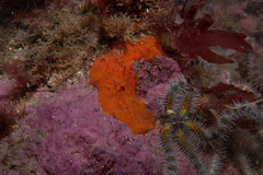 Mycale rotalis
