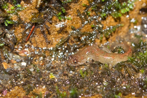 Santeetlah Dusky Salamander