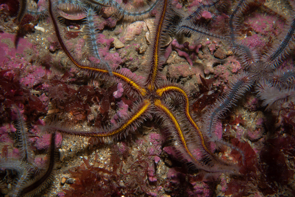 Common Brittle Star (Intertidal species of NE Atlantic) · iNaturalist