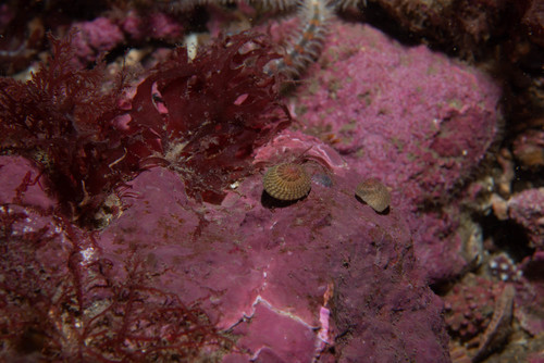 Gibbula tumida observed 2019-10-06