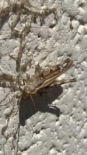 Texas Range Grasshopper photo 6