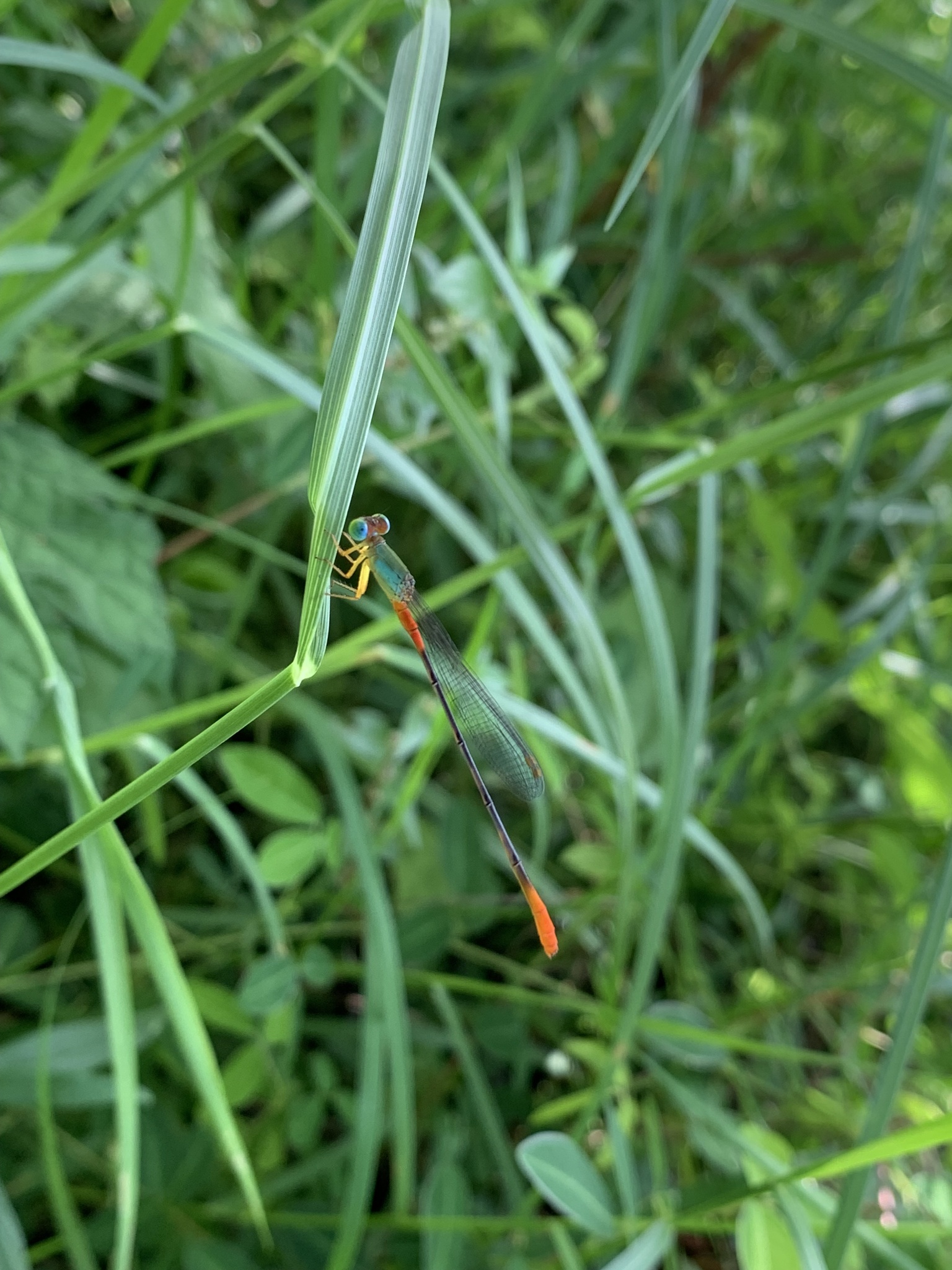 Orange-Tailed Marsh Dart