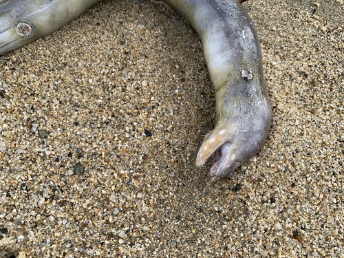 Freckled moray (Echidna nocturna) — Muraenidae