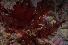 Metacallophyllis laciniata