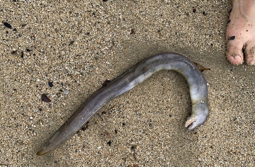 Photo of Panamic green moray (Echidna nocturna)