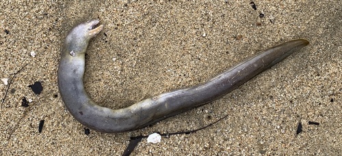 Photo of Panamic green moray (Echidna nocturna)