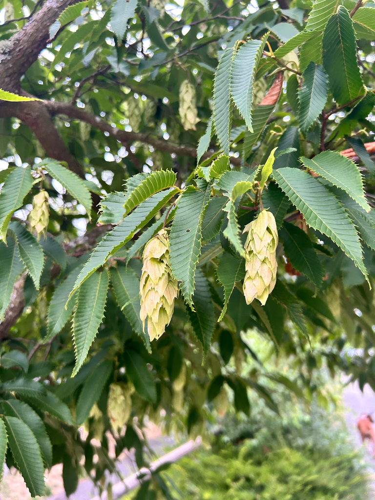 Carpinus