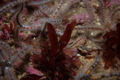 Stenogramma interruptum