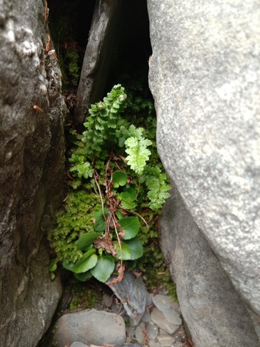 Polystichum lachenense iNat (2)