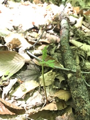 Botrychium angustisegmentum