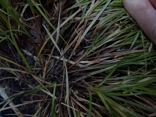 Harsh-leaved Bastard Grass (Carex healyi)