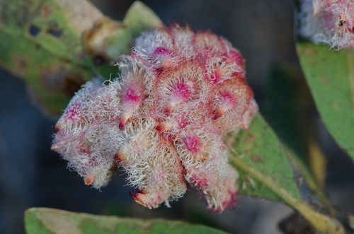 Crystalline Gall Wasp photo 4