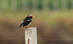 Gracupica floweri