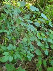 Allophylus timorensis