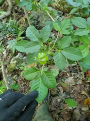 Allophylus timorensis