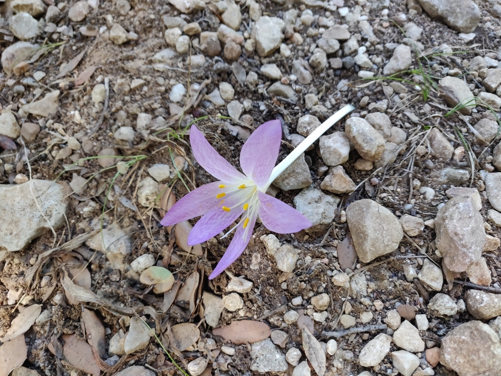 Colchicum actupii, 08025 Oliena NU, Italia