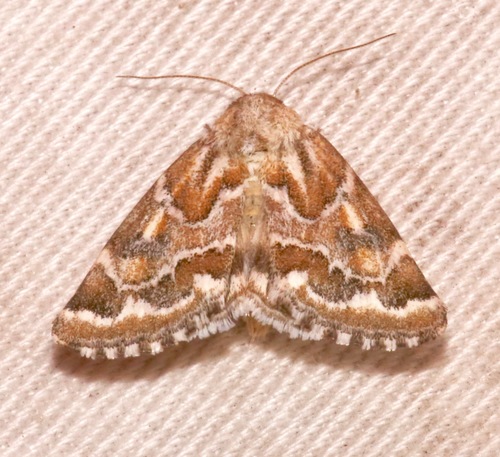 Acute-lined Flower Moth photo 3
