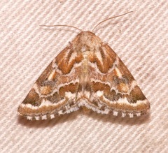 Schinia acutilinea