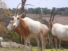 Oryx dammah