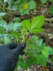 Allophylus timorensis