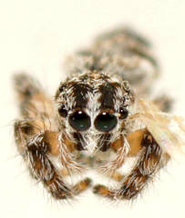 Abracadabrella lewiston