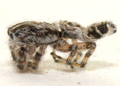 Abracadabrella lewiston